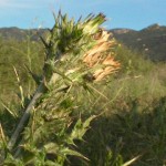 thistle