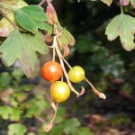 Golden Currant