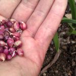 Garlic Bulbils (seeds)