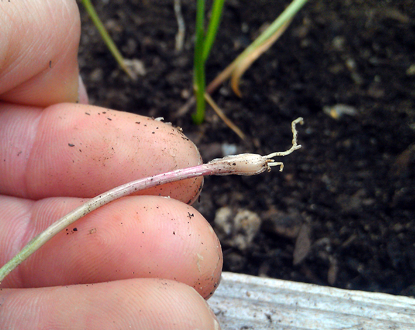 Grow Garlic from Bulbils (seed)