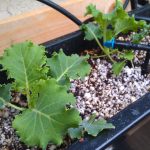 Hydroponics with a winter crop of Kale