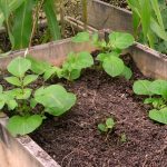 Potato Boxes can Survive Winter