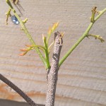 Lychee Leaf Growth