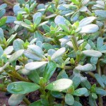 Purslane Verdolagas