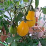 Yellow Pear Tomato