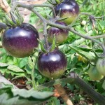 indigo rose tomato