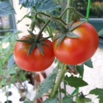 Tomato Varieties 2