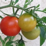 Tomato Varieties 1