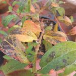 Pink Lemonade Blueberry Foliage