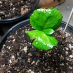 Coffea Catura Seedling