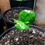 Coffea Catura Seedling 2