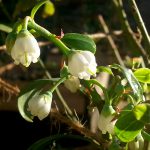 Pink Lemonade Blueberry Blooms