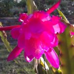 Epiphyllum Hybrid X 1