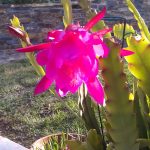 Epiphyllum Hybrid X 1