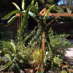 Dragon Fruit Trellis