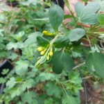 Golden Currant Flowers