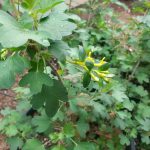 Golden Currant Bloom