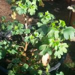 Golden Currant Green Growth