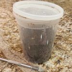 Clear Container with Coco Fiber