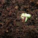 Greening Seed with Radical 