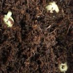 Germinating Tamarind Seeds