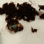 Seeds Rotting with Mold