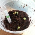 Tamarind Seed Lifting