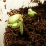 Tamarind first leaves