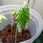 Tamarind Seedling