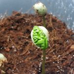 more seedling brain