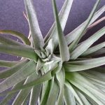 Stricta Pup