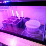 Germination Chamber