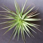 Tillandsia Stricta