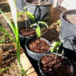 Sheltered Young Plants