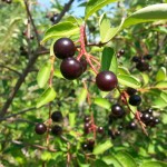 Chokecherry Fruit