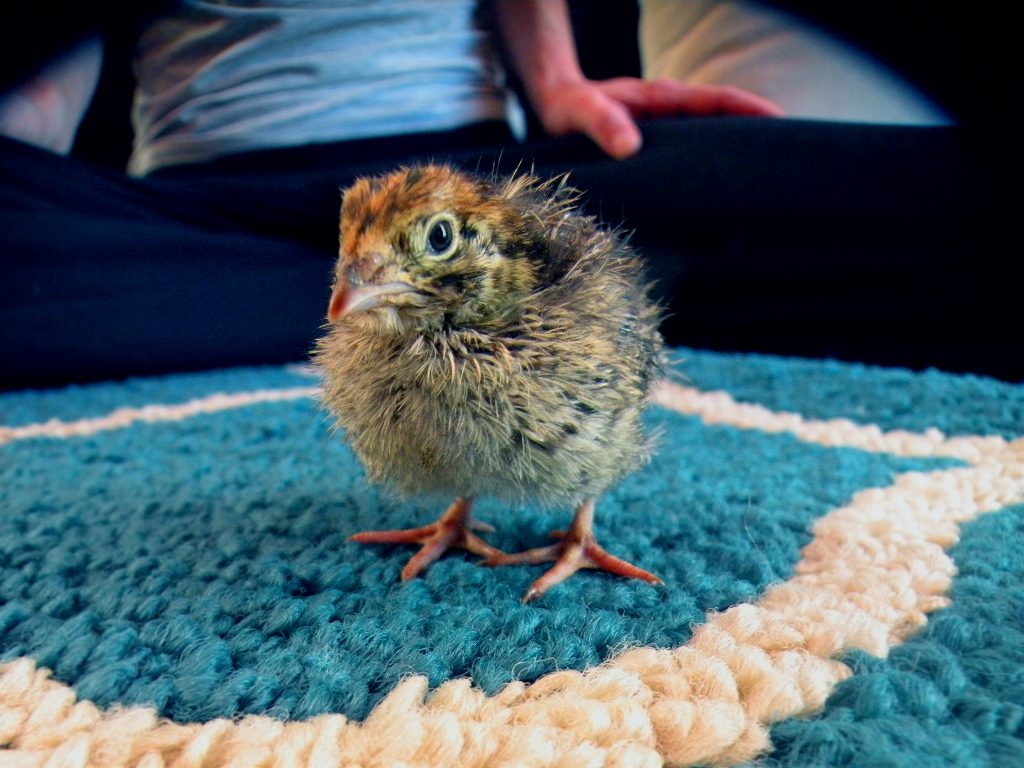 Quail_Baby_Coturnix