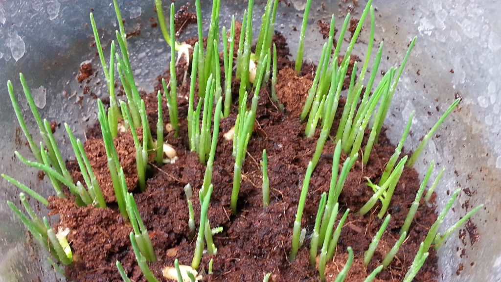 Wheat Berry Sprouts