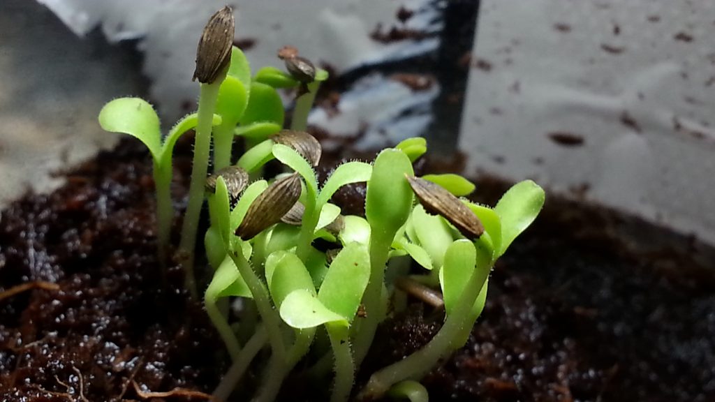 Microgreens Sprouting
