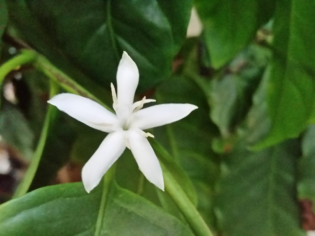 Coffee Arabica Flower 2