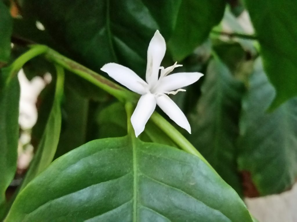Coffee Arabica Flower 1