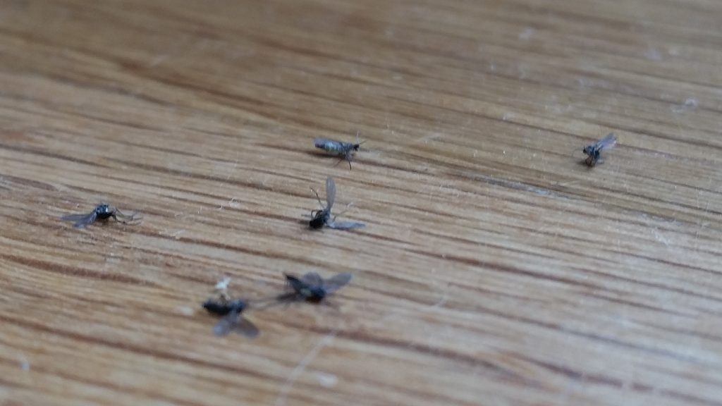 Fungus Gnat Killing Fields