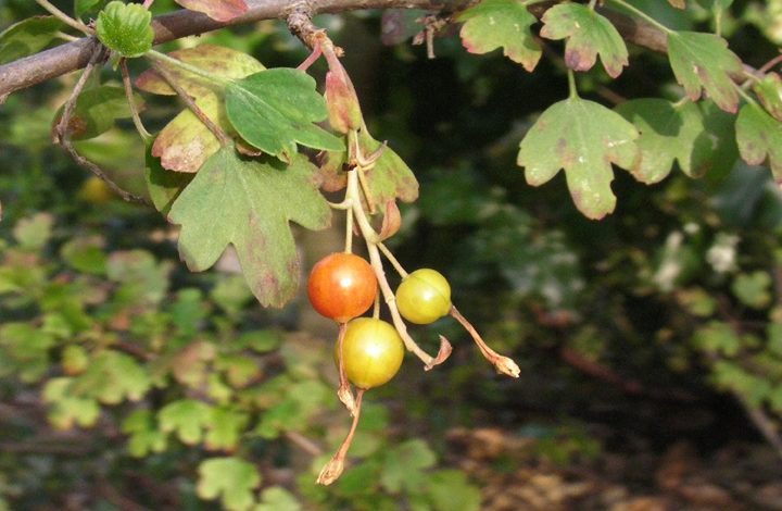 Golden Currant