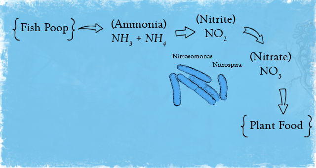 Nitrogen Cycle