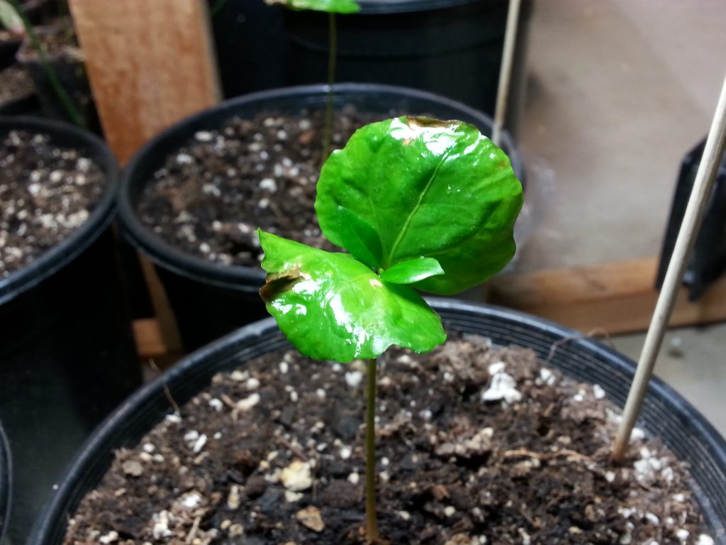 Coffea Catura Sprout