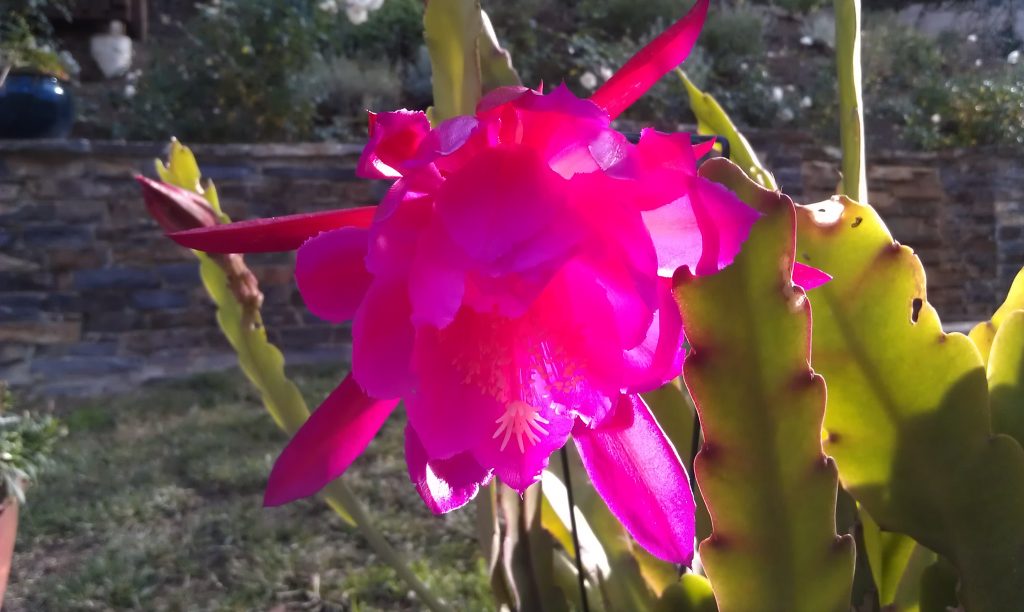 Epiphyllum Hybrid X