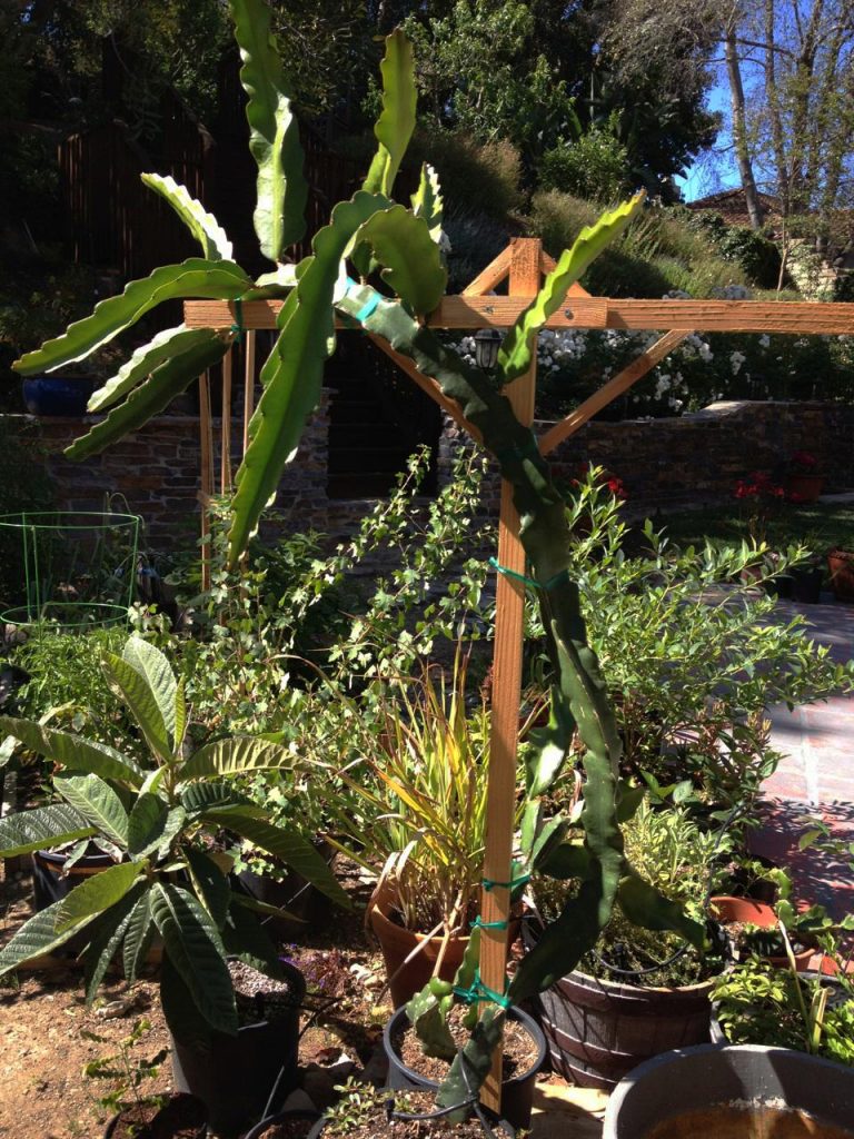 Dragon Fruit on a Trellis