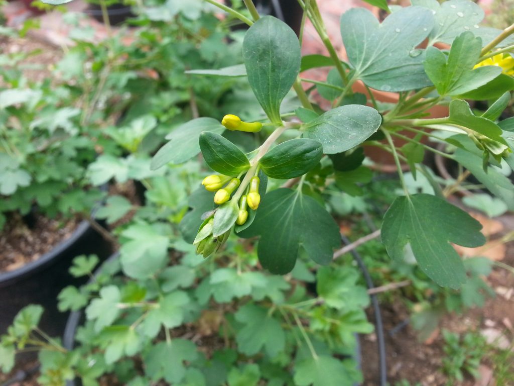 Golden Currant Flowers