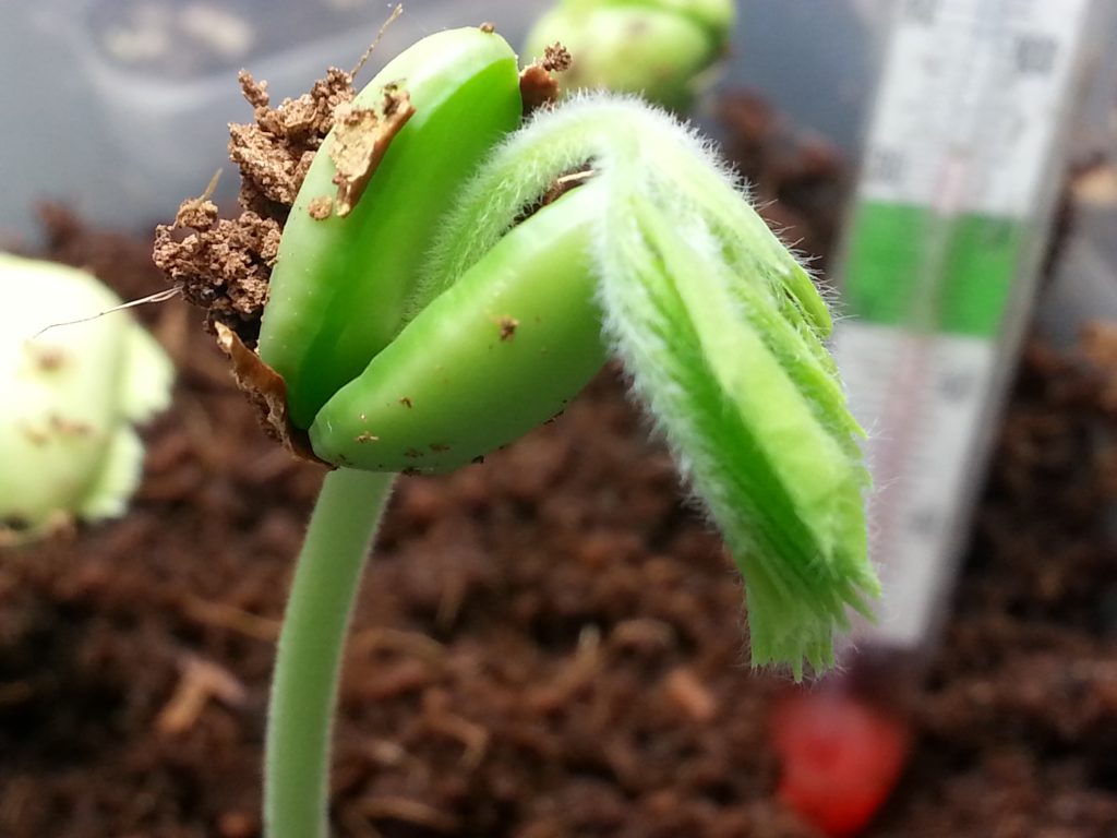 Tamarind Seed Sprout