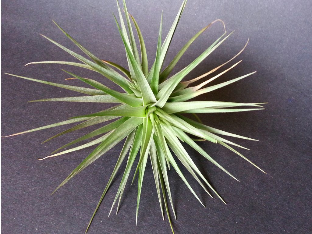 Tillandsia Stricta