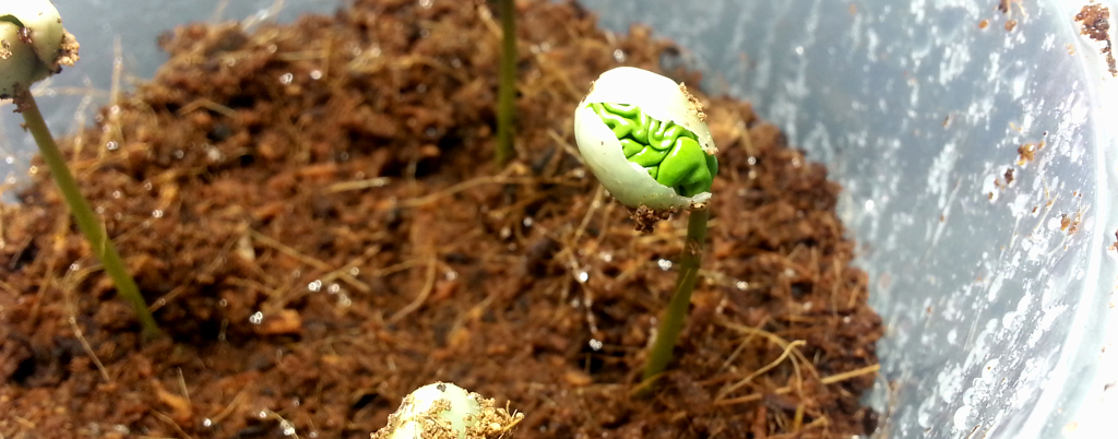Germinating Seed